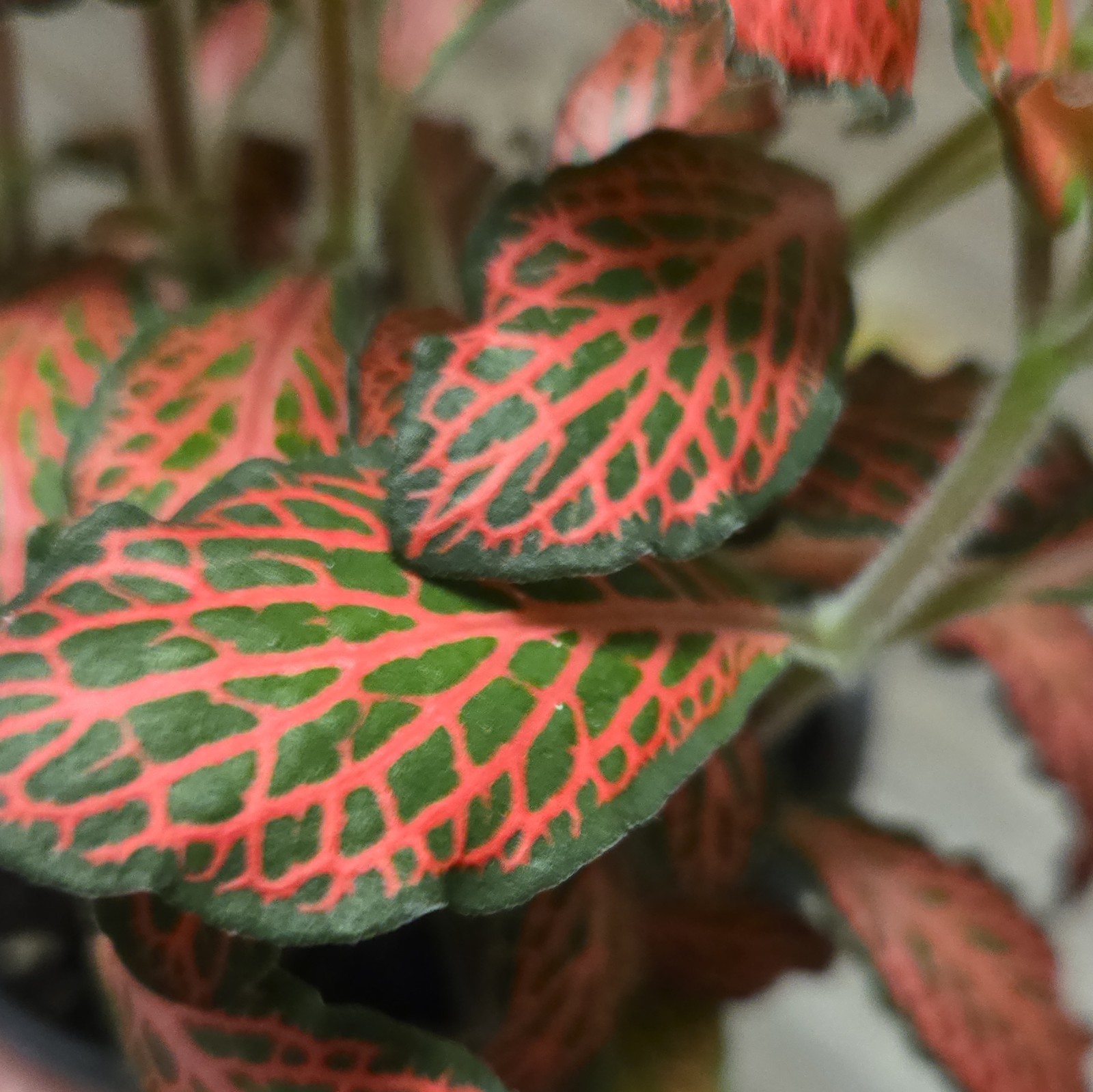 Ruby Red Fittonia Full 4″ Nursery Pot Vibrant Easy Nerve Plant Beginner Plant