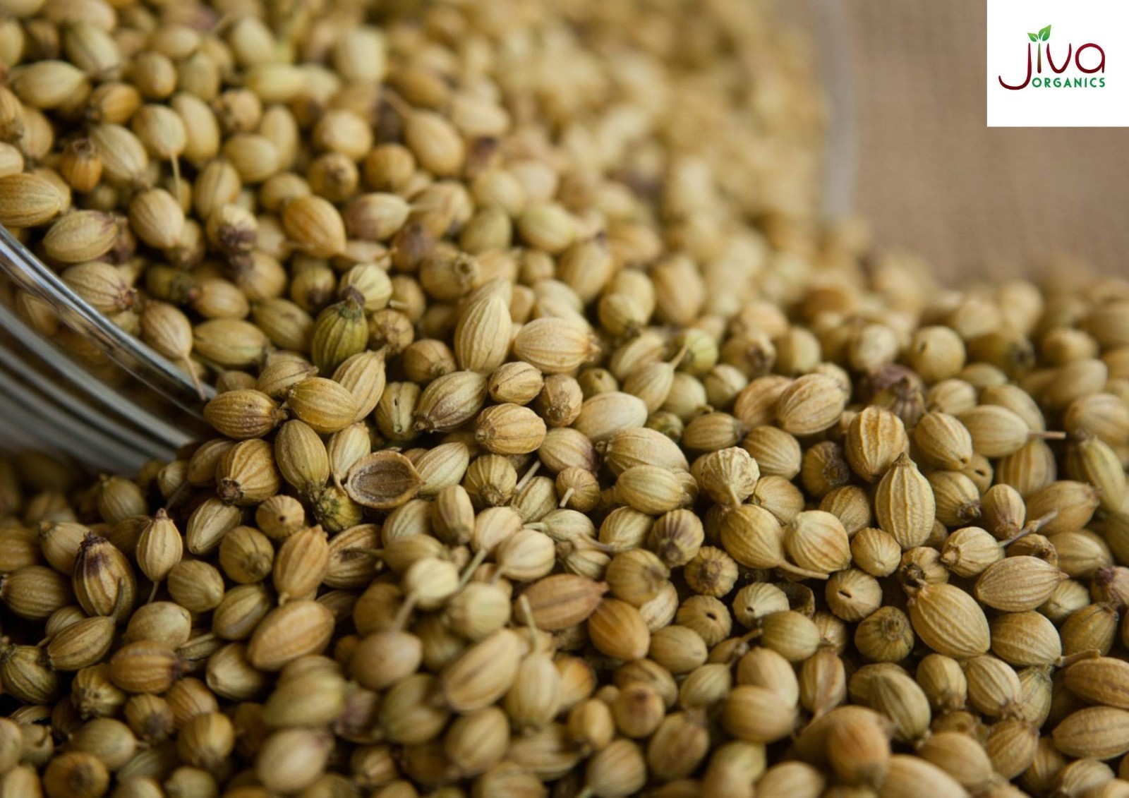 Organic Coriander Seeds Whole 1.25 lb Bulk – Non-GMO, Fresh Spices for Cooking