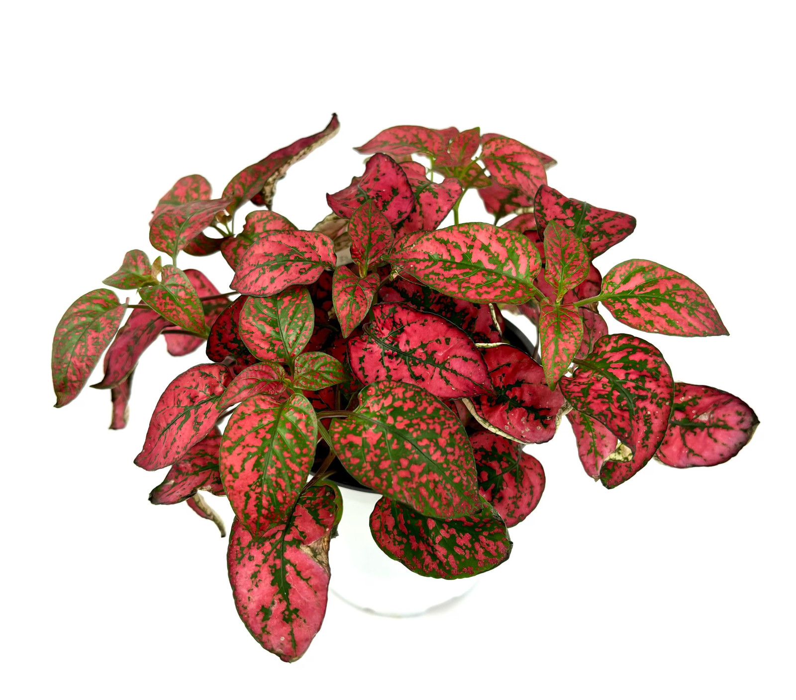 Hypoestes Red Splash Live Potted House Plants Air Purifying, 3.5″ Pot