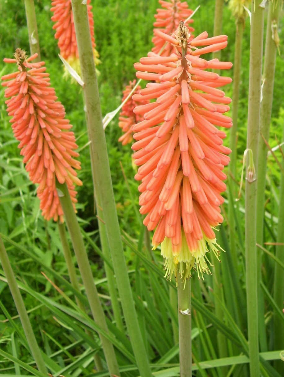 Kniphofia – Red Hot Poker – 1 Plant!