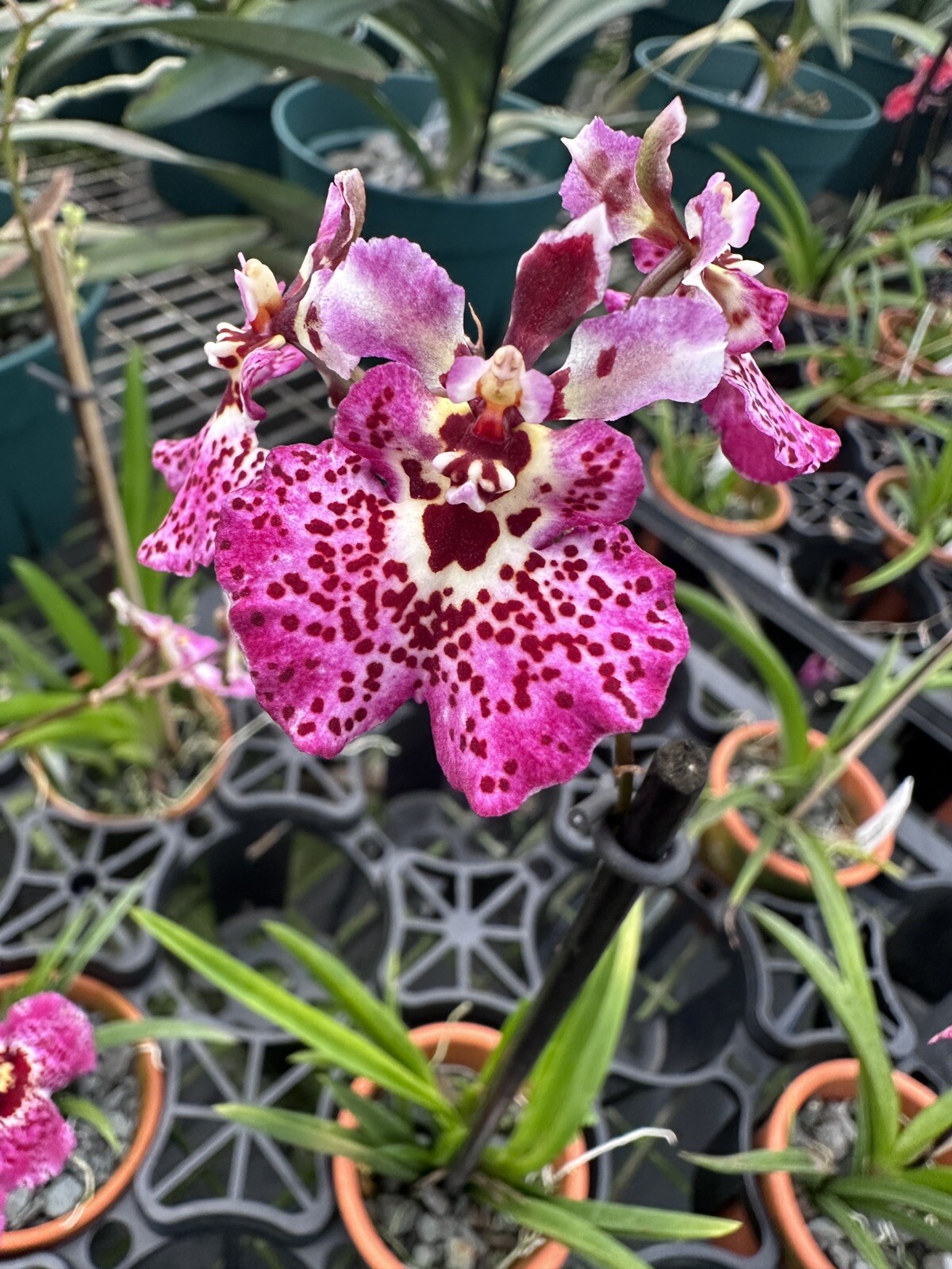 Three Different Tolumnia IN SPIKE! Equitant Orchid Plant Oncidium 3 Plants