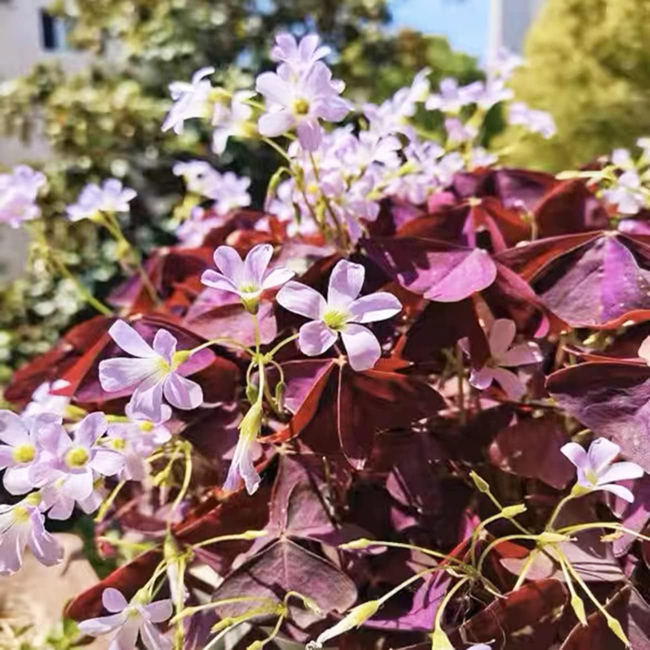 12+ Bulbs Purple Shamrocks Oxalis Triangularis Lucky Lovely Flowers Bulbs Grows