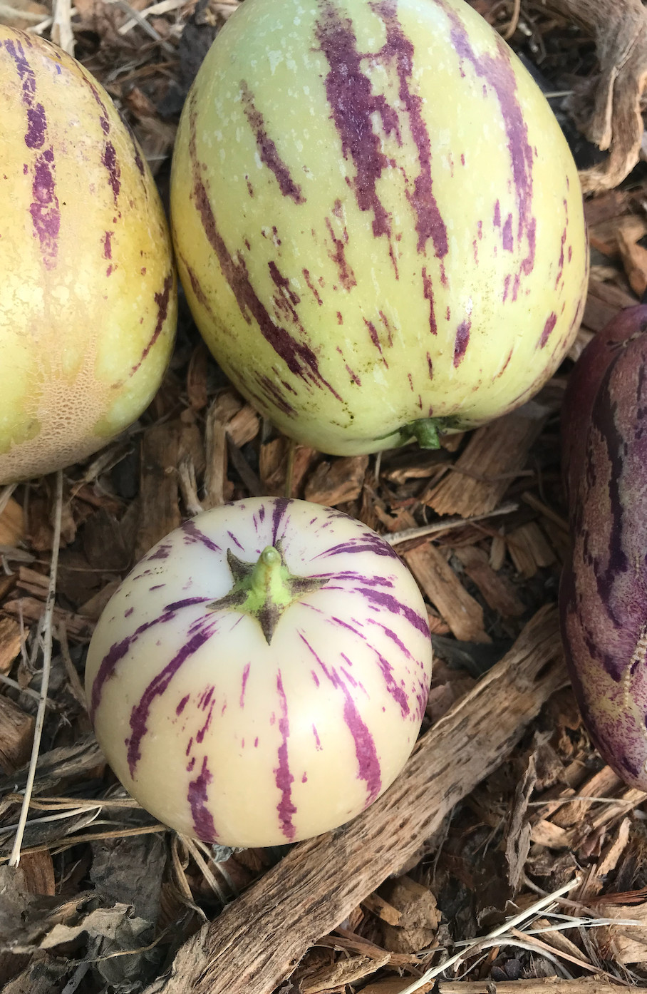 4 cuttings of pepino melon: variety ‘ecuadorian gold’