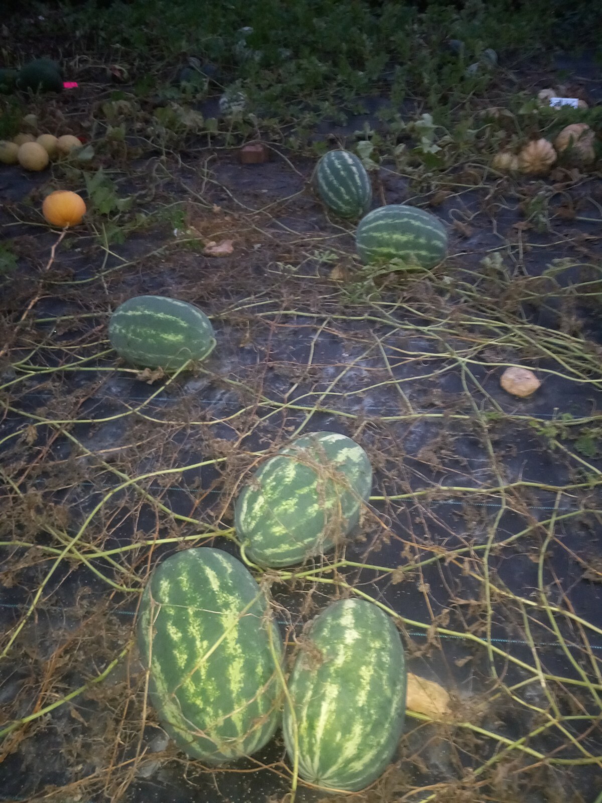 Clay County Watermelon Seeds