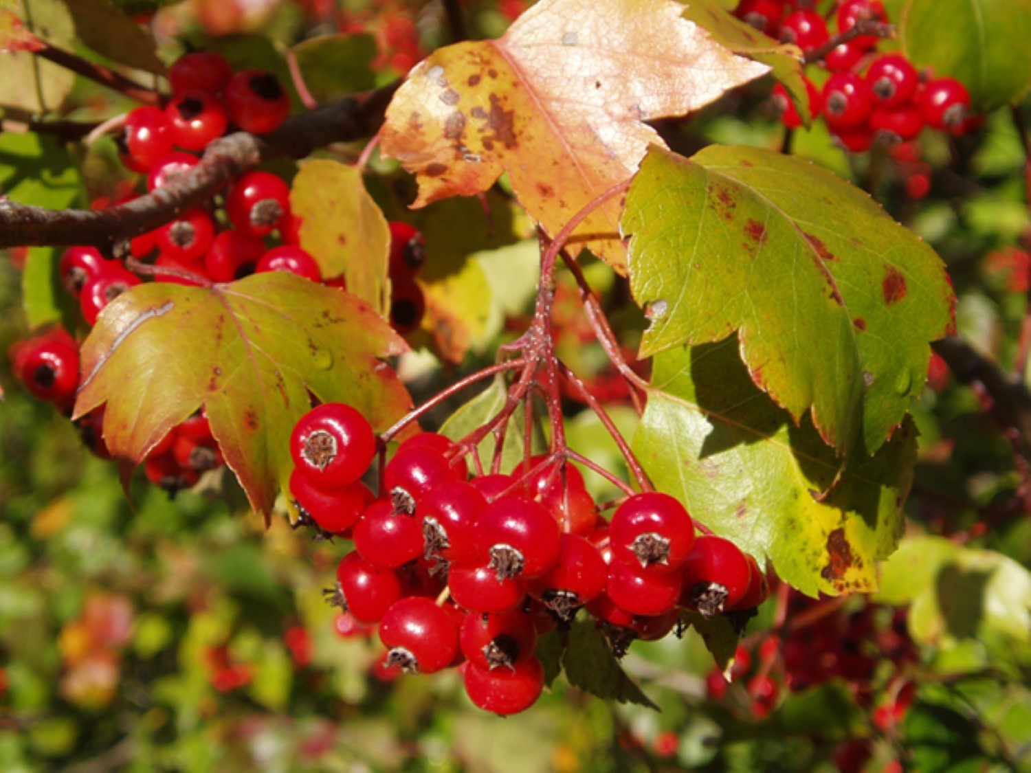 Two plants 2-3 year old Washington hawthorn (Crataegus phaenopyrum)