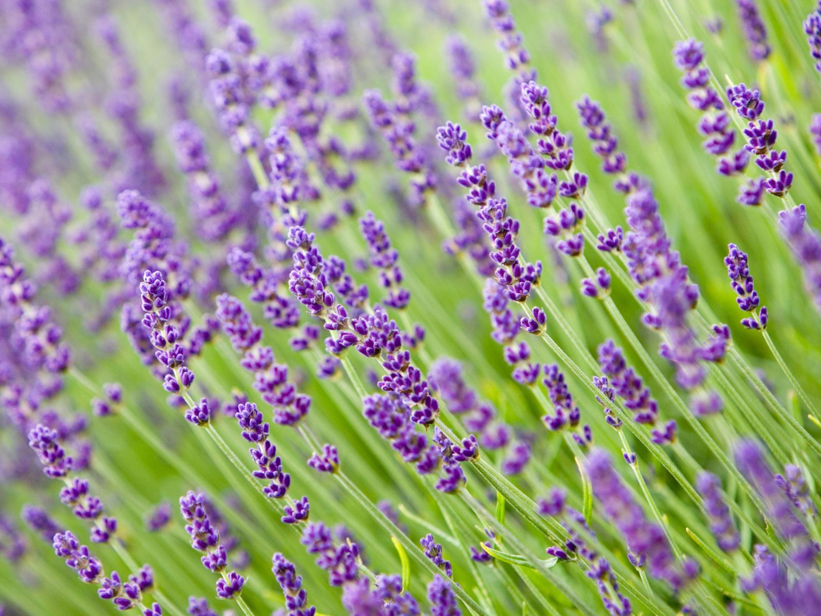 Lavender Seeds, Vera English, NON-GMO, Variety Sizes, FREE SHIPPING