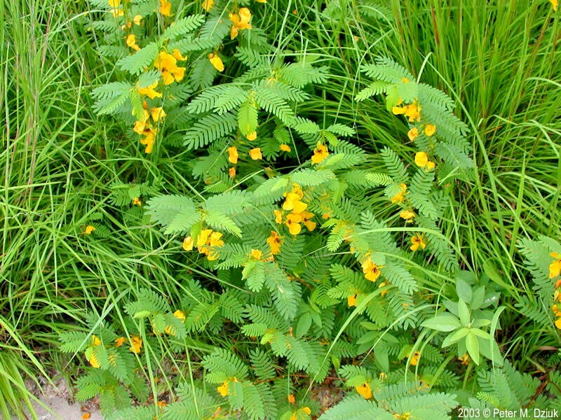 201+ PARTRIDGE PEA Seeds Native Wildflower Fall Food Source Turkey Deer Birds