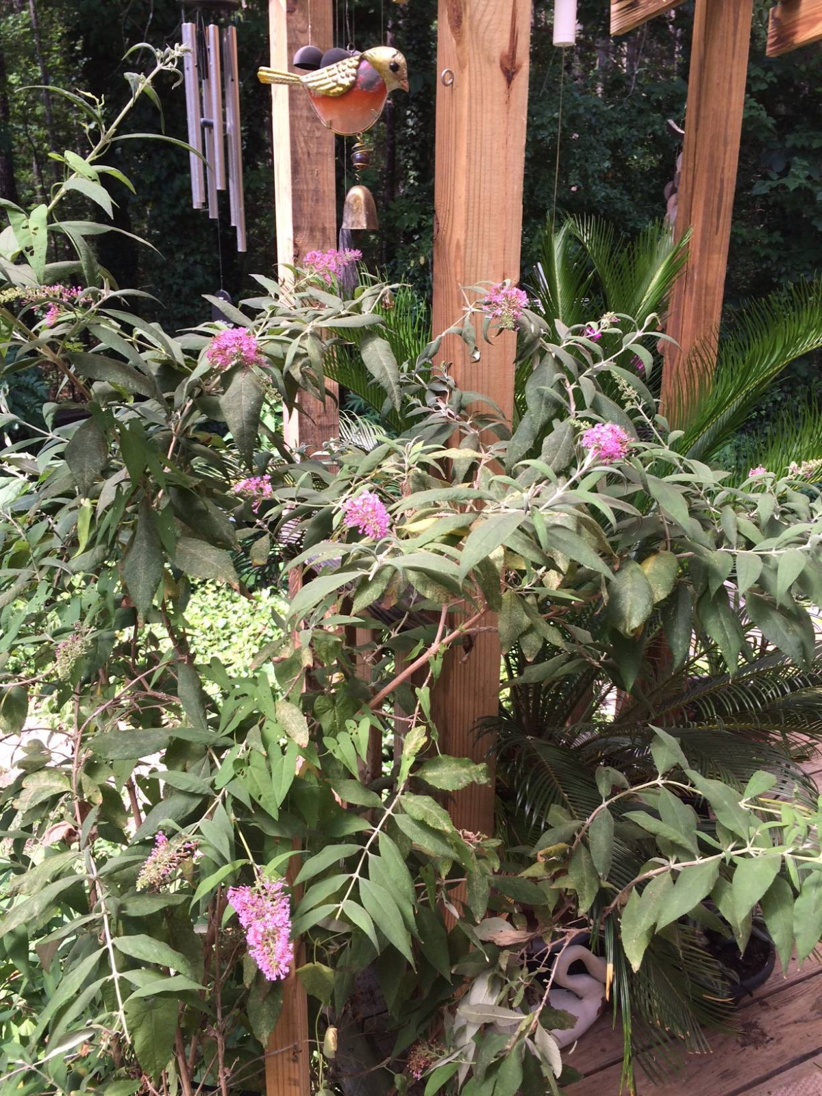 100 Seeds of Pink Delight Butterfly Bush Budhelia Shrub Flowering Tree USA Sell