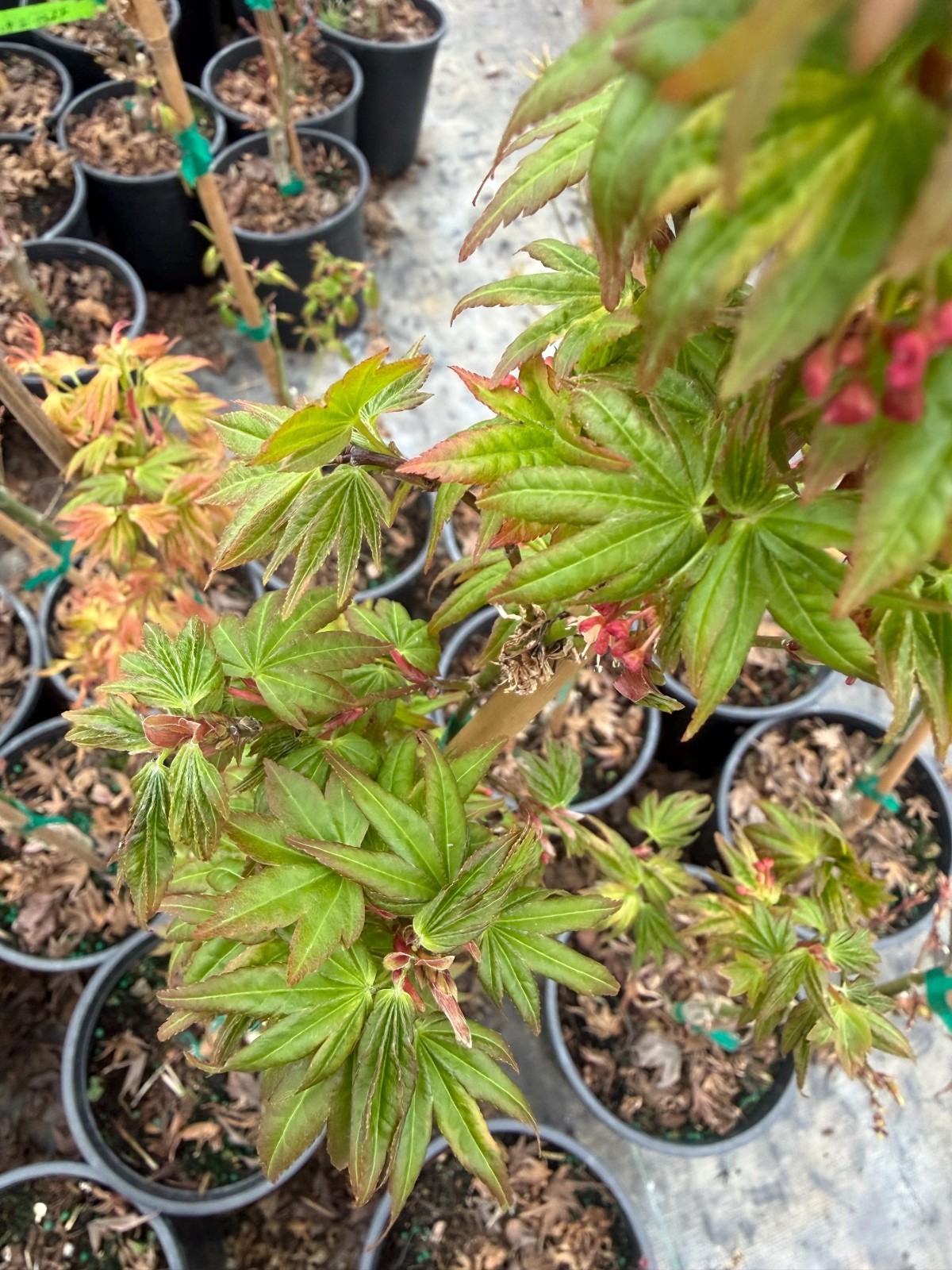 Ikandi Japanese Maple – Rare Pink Variegated Acer palmatum Tree – #1 Container