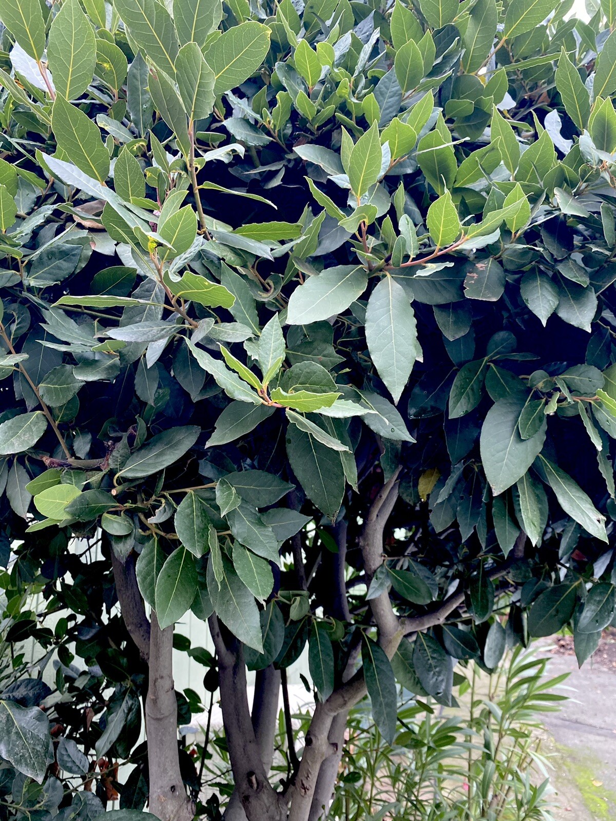 Bay Laurel Tree Ten Stem Cuttings For Propagation Culinary Plant Bay Leaf