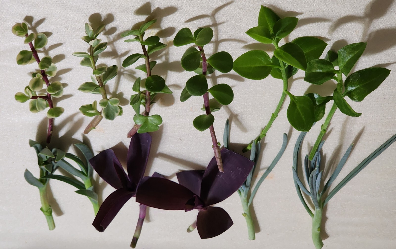 12 Piece Assorted Lot Of Live Plants (6 Kinds x 2 of Each)for Rooting
