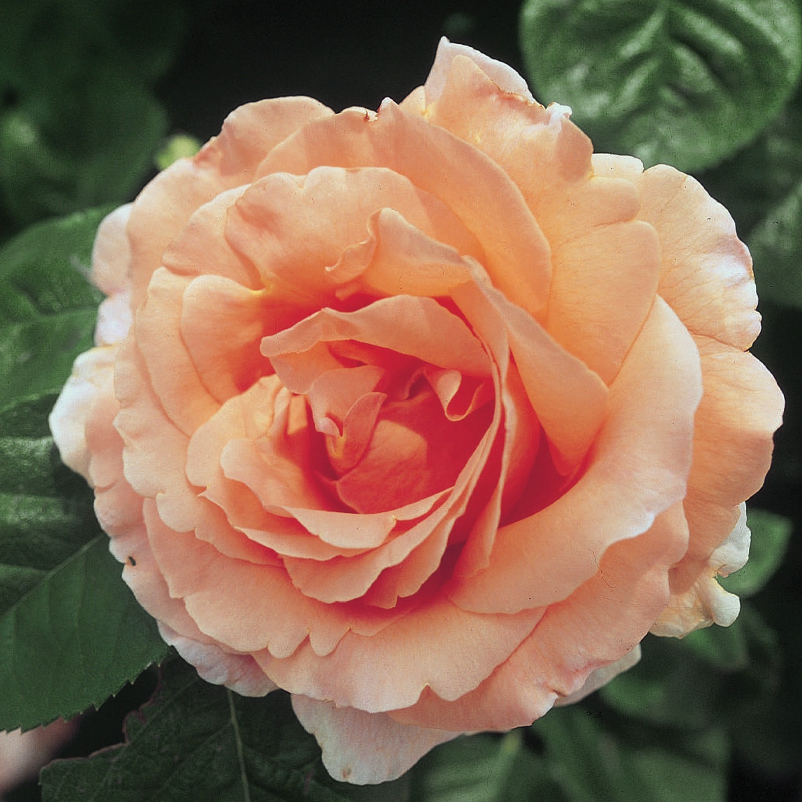 Polka Climbing Rose 1.5 Gal Pot, Reblooming Fragrant Apricot Flowers, Own Root
