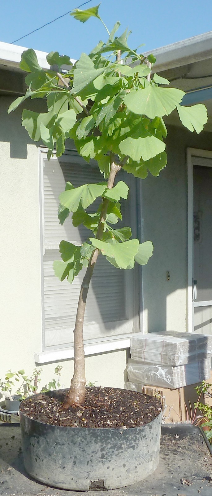 Ginkgo Biloba Pre Bonsai Dwarf Shohin Nice Trunk & Nebari Maidenhair Deciduous