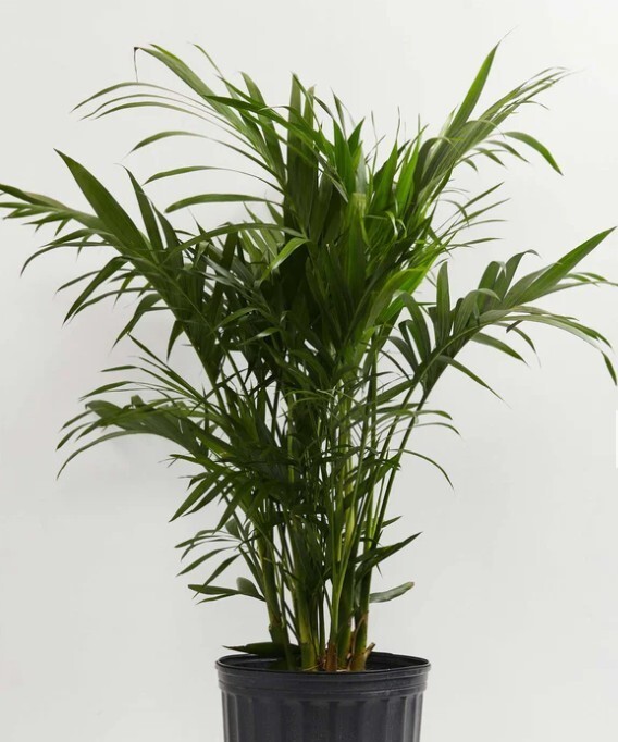 Cat Palm 6in Pot 20-24in Indoor Evergreen Tropical Plant Live Home/Office Decor