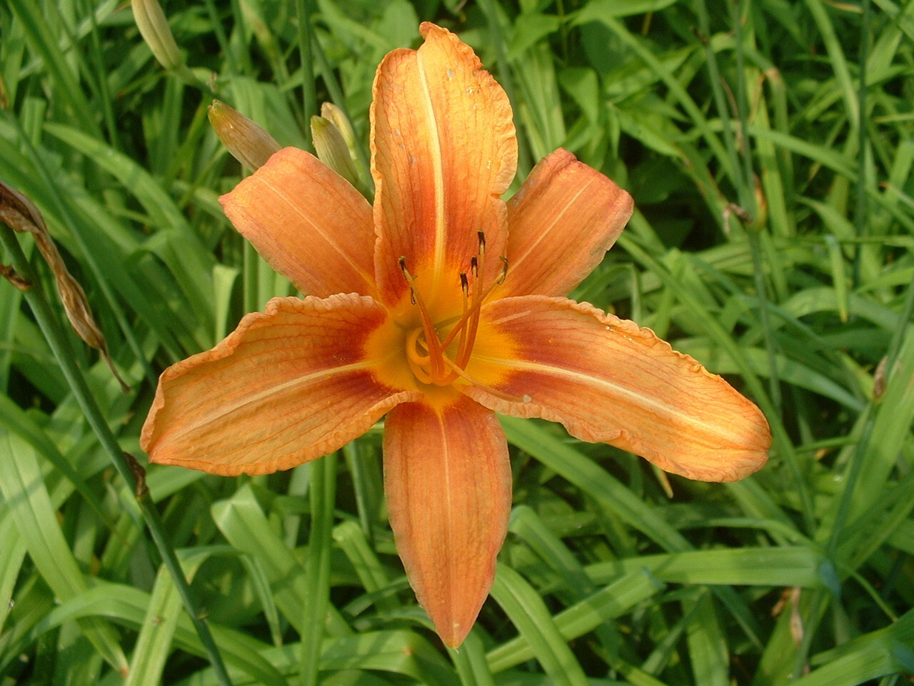 25 Orange Day Lily Fans Hemerocallis fulva ORGANIC tawny ditch bareroot plants