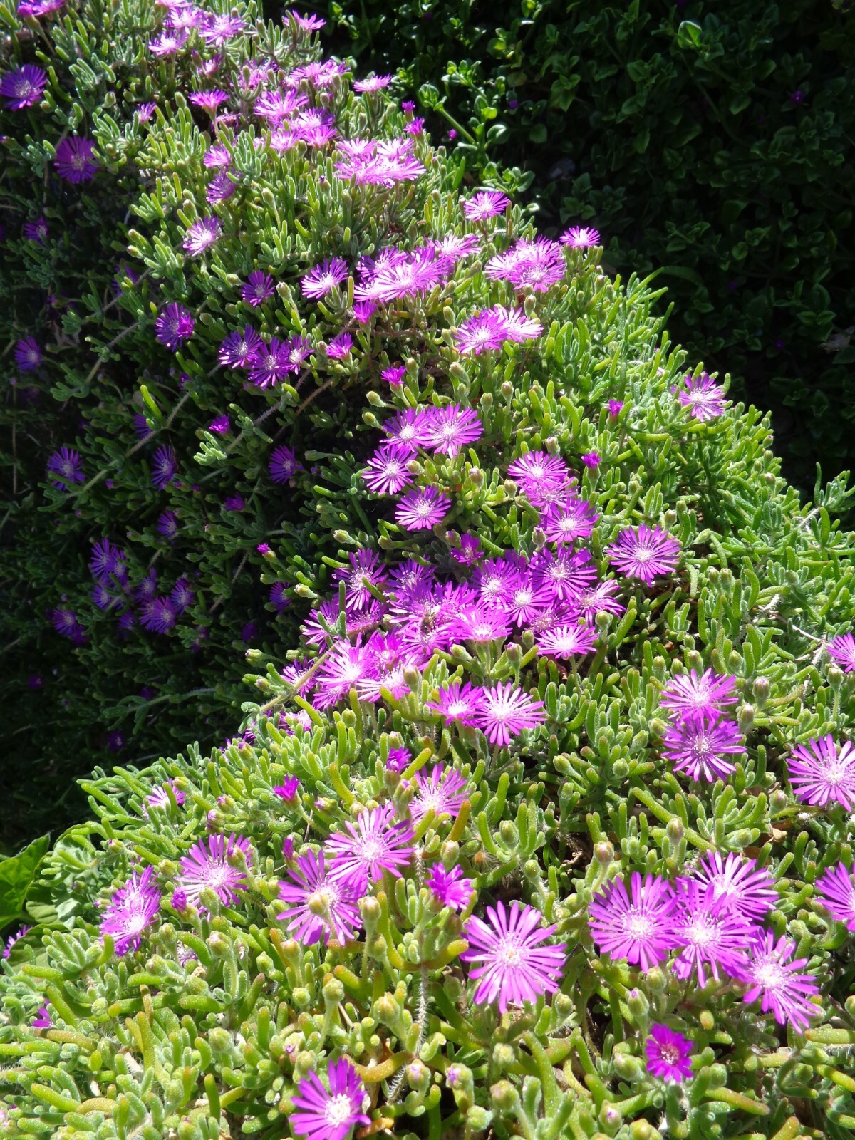 12 (4-7″) Cuttings Creeping Ice Plant Purple/Pink Ground Cover Rare Succulents