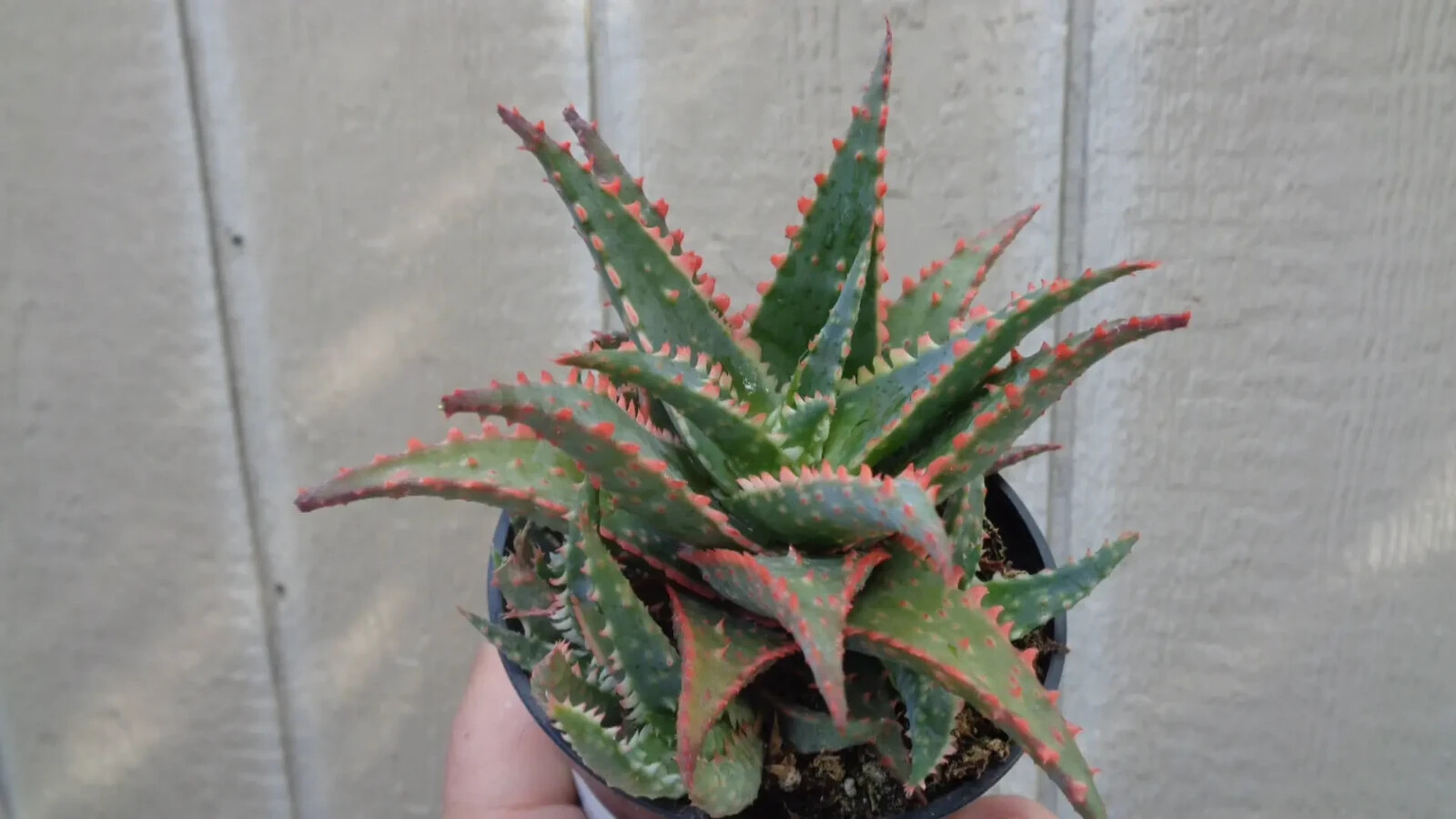 Aloe Christmas Sleigh Cluster, 3.5″ Pot