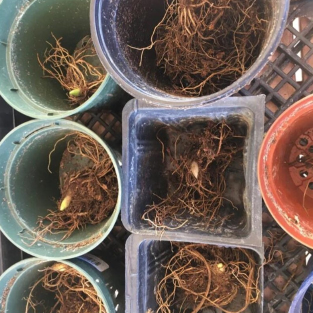 5 Lily of The Valley Bare Roots – Convallaria Majalis – Lily of The Valley Bulbs