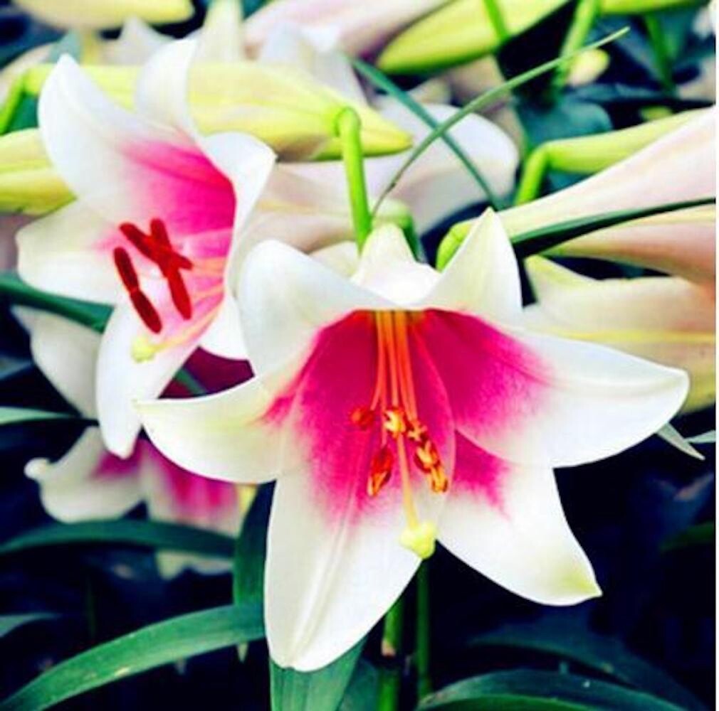 20 SEEDS for White/Pink LILY RARE flower Bloom exotic garden plant USA Seller