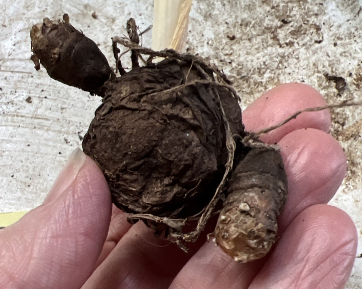 Amorphophallus albus #1 Voodoo Lily