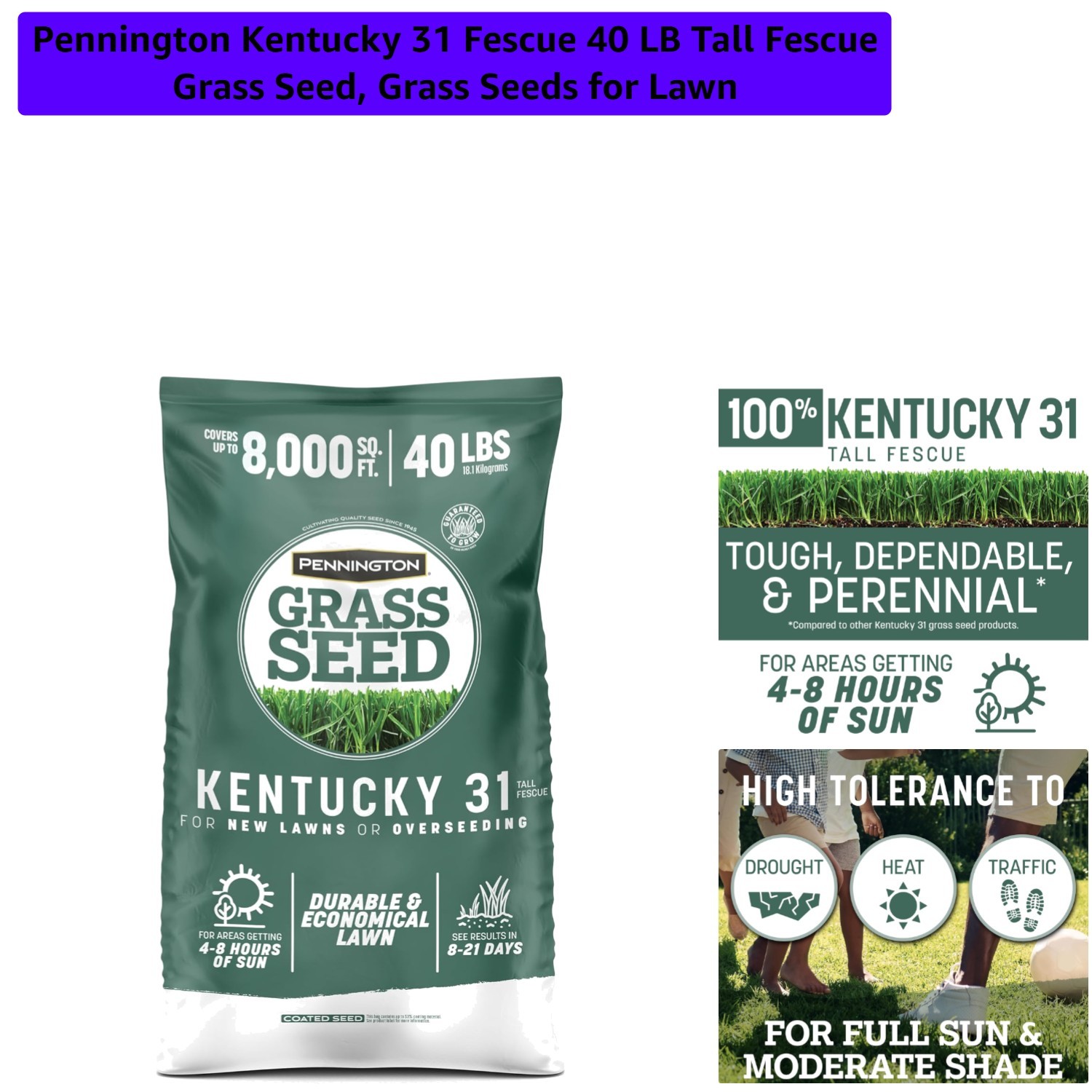Kentucky 31 Fescue 40 LB Tall Fescue Grass Seed, Grass Seeds for Lawn