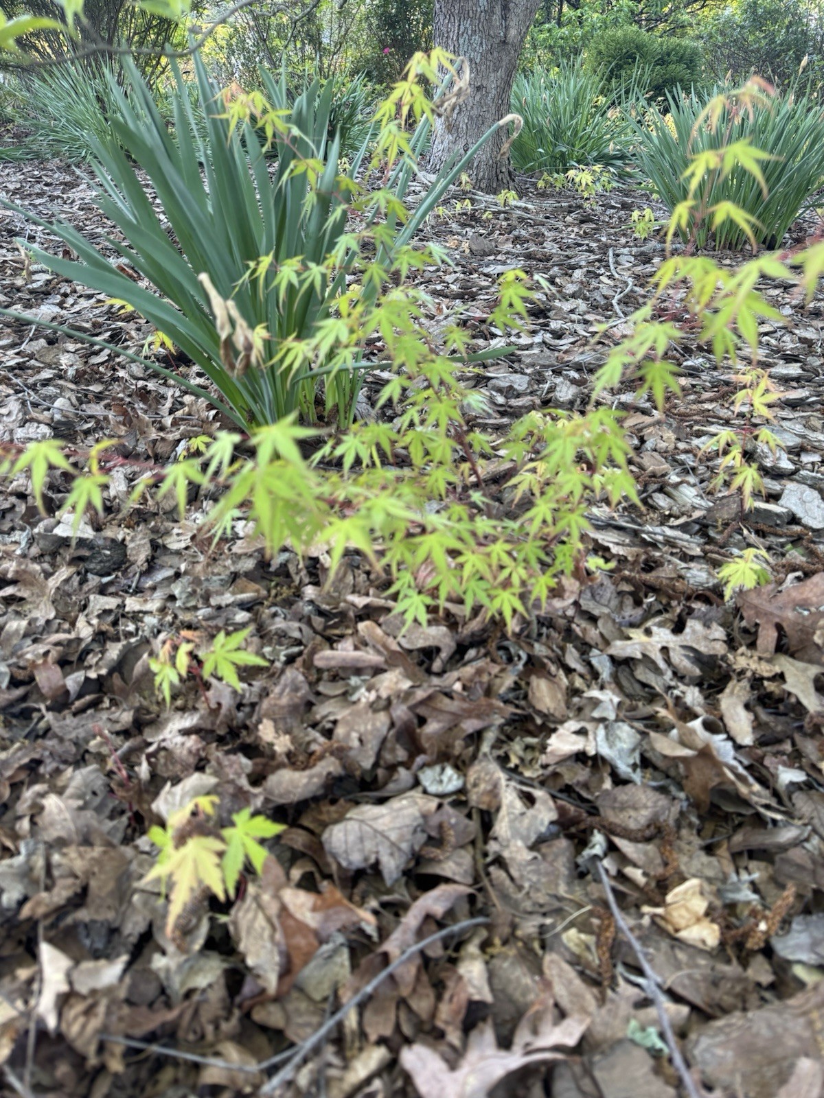 Four Japanese Maple Seedling 3 to 5 inches Ornamental Tree Sango kaku POTTED