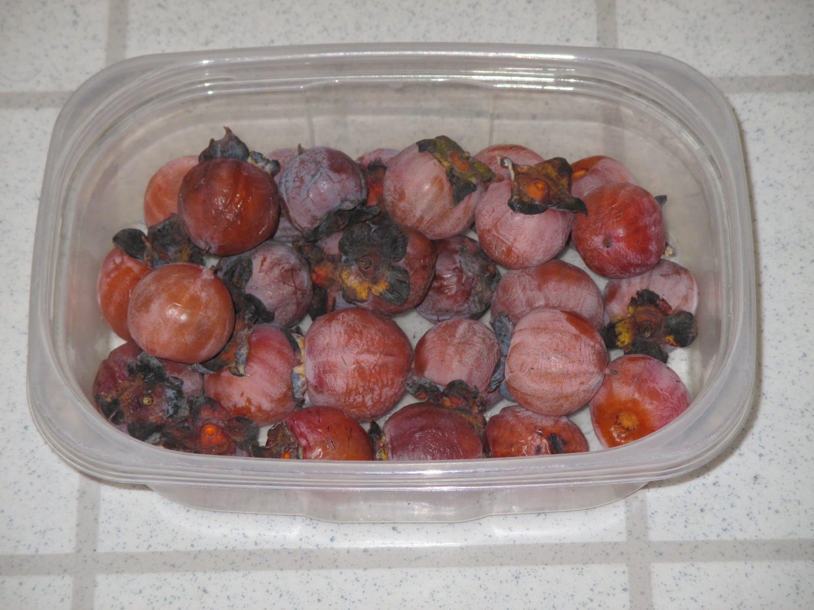 10 American Persimmon Tree Fruit Seeds Fall/Winter 2025 Diospyros virginiana