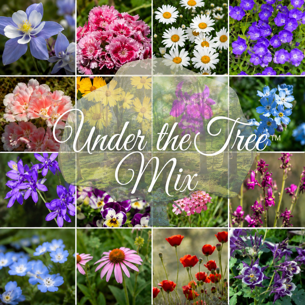Under The Tree Woodland & Shade Wildflower Mix 1 pound covers 3,200 square feet