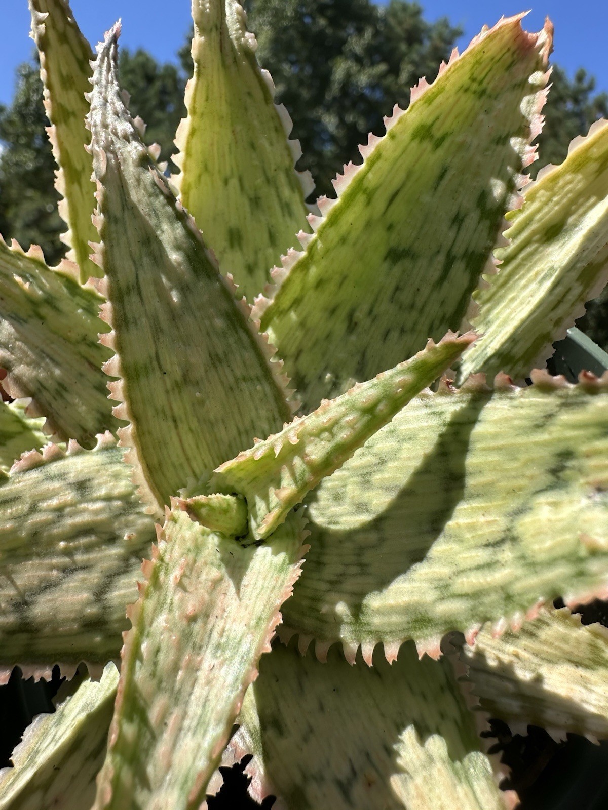 Pink Blush Aloe-Live Plant ‘Pink Blush’-Rare and Colorful 💓