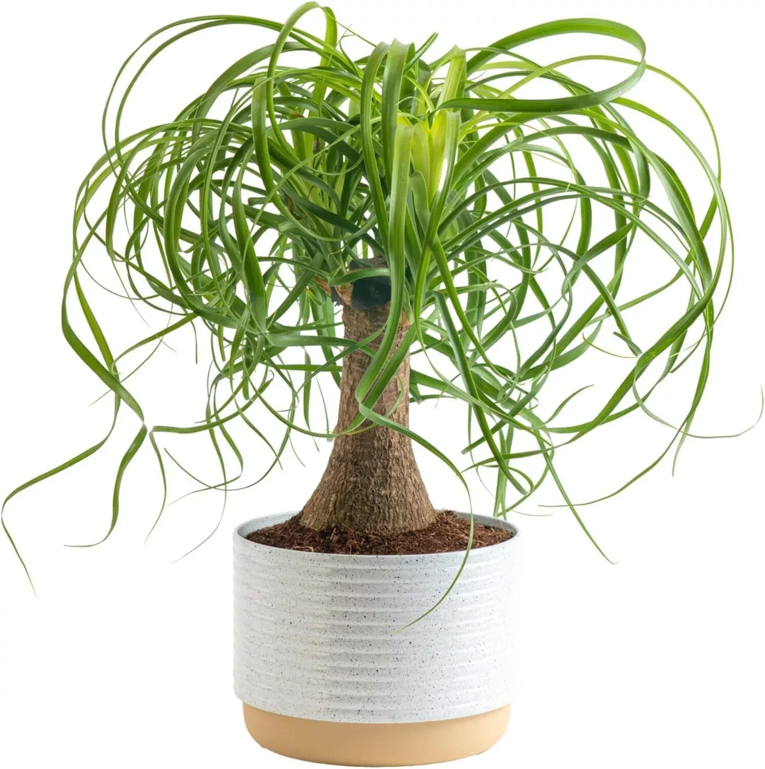 Bonsai, Easy to Grow Live Indoor 15-Inch Ponytail Palm Green Ponytail Palm