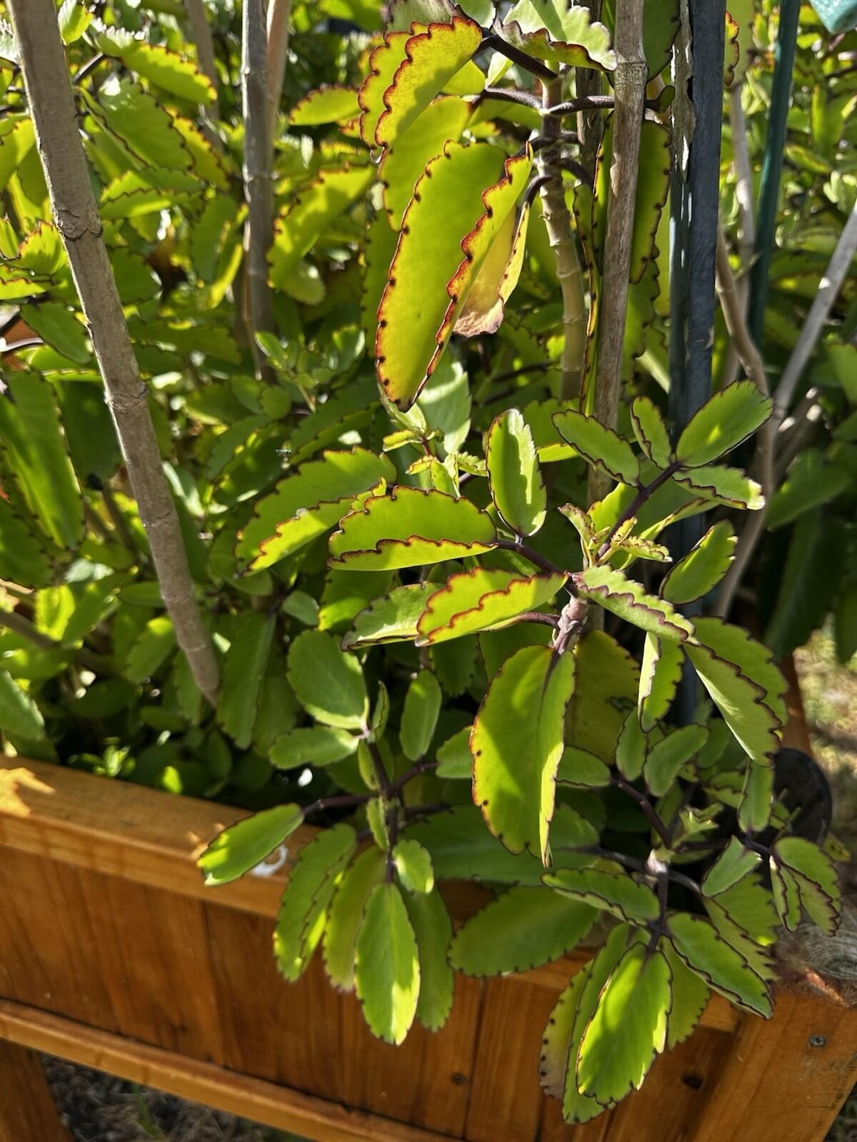 Kalanchoe Pinnata Kalanchoe Plant 6-10″ Tall, Miracle Leaf Mother of Thousand