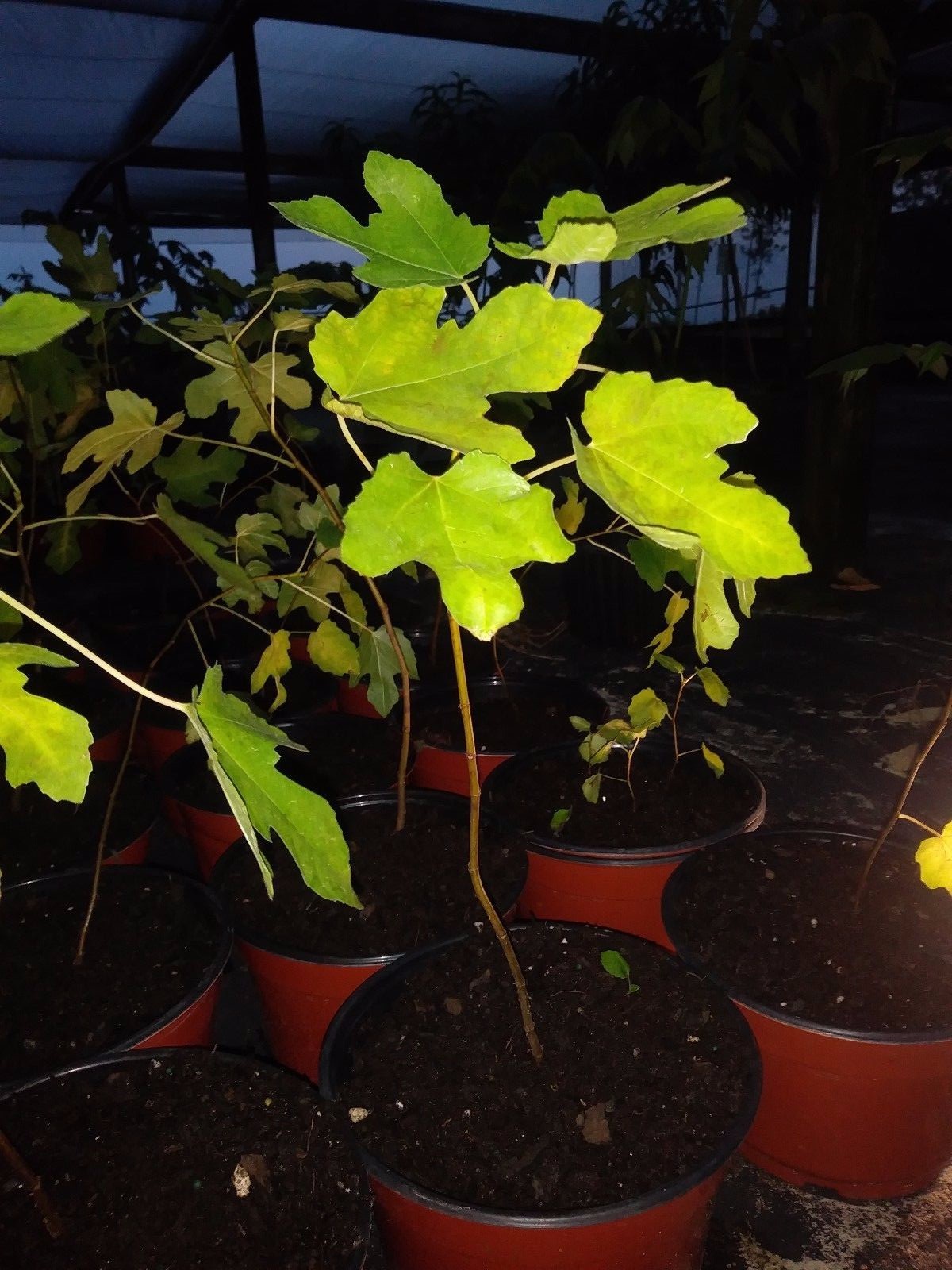 Ficus “Beers Black” Fig Tree plant cold hardy not dormant