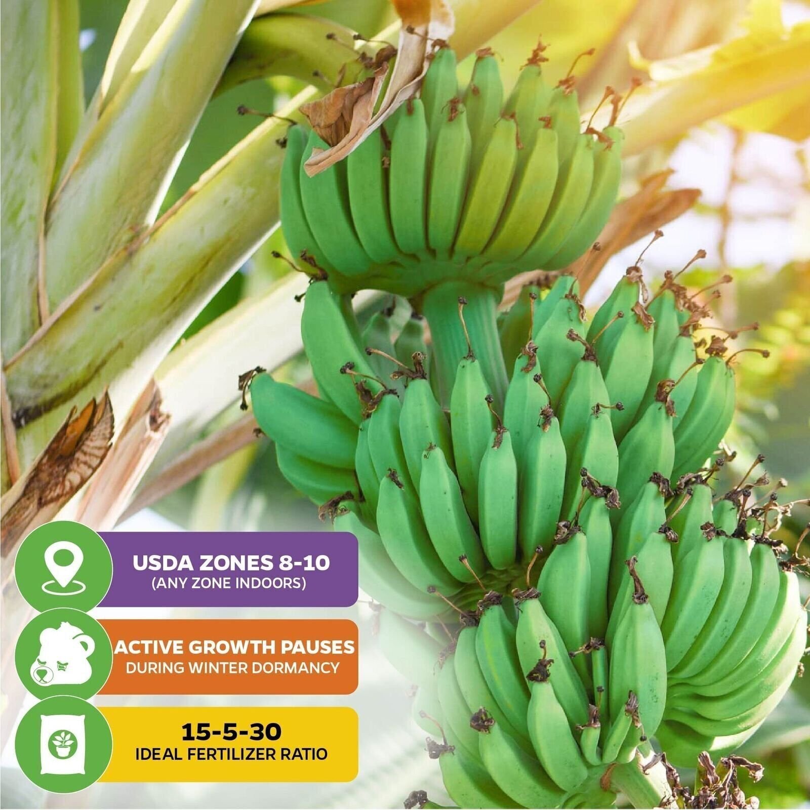 Ice Cream Banana (Blue Java) – Musa