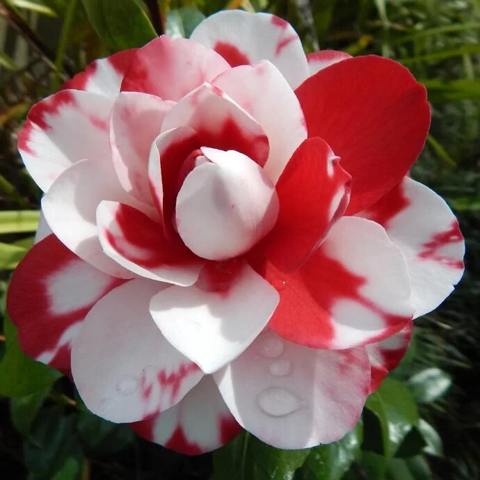Vulcan Variegared~~Unique Bloom**Camellia Japonica-Live Starter Plant