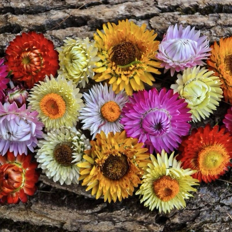 500+ STRAWFLOWER TALL Mixed Seeds – Cut Flowers 36″ Tall Non-GMO, Heirloom USA