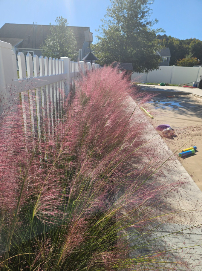 Muhly Grass Pink Live Plant – 5-8 Inches Tall – Ship No Pot