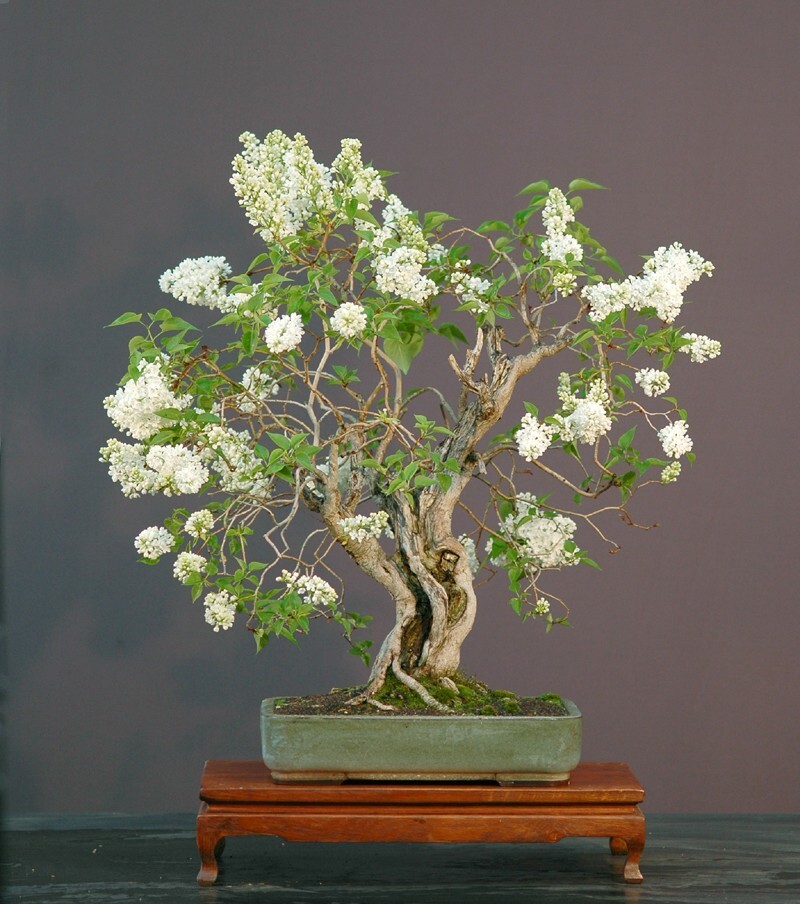 French Lilac, Syringa vulgaris, Shrub Seeds