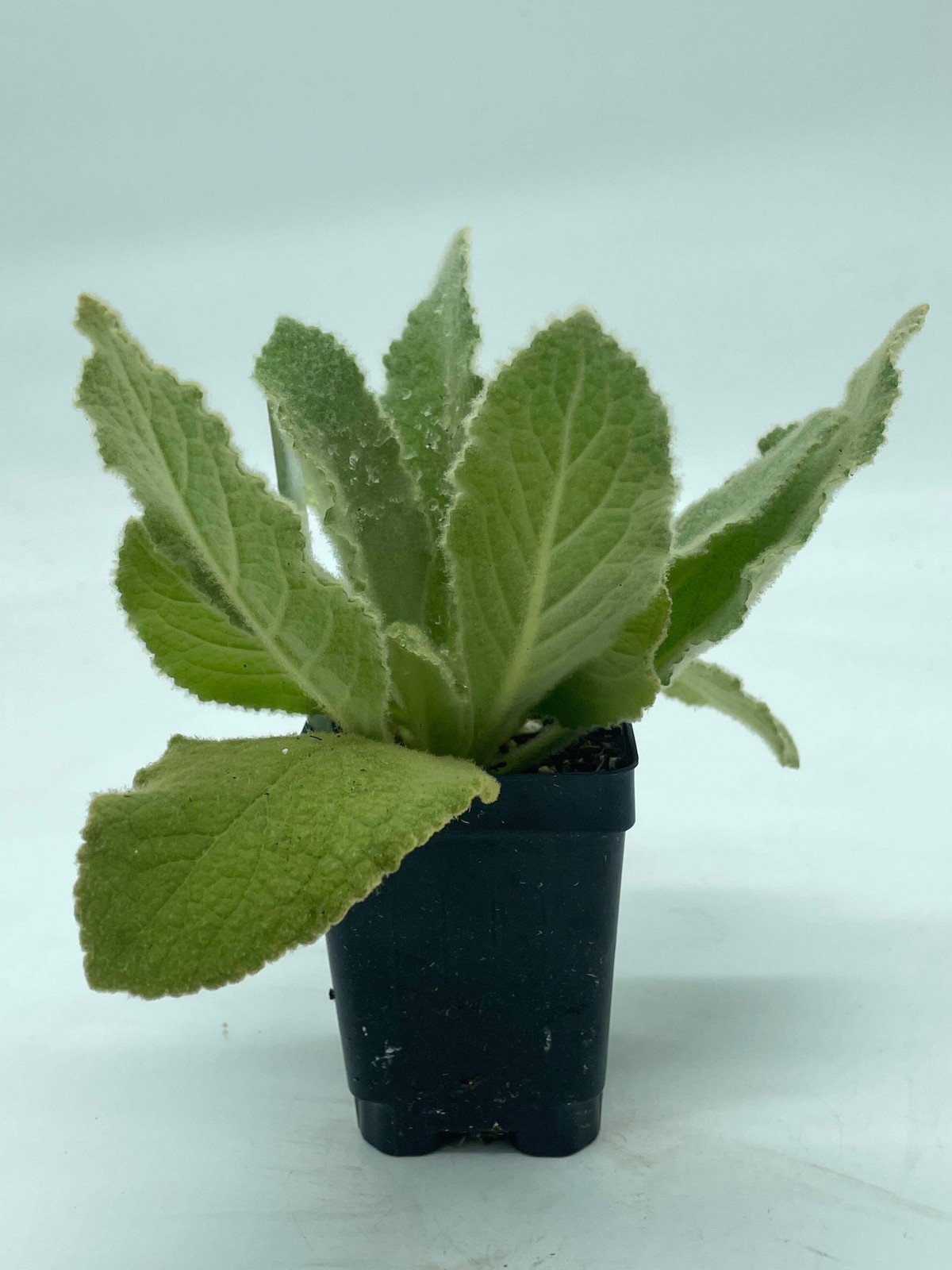 Common Or Great Mullein Starter Plant – V. Thapsus – Very Useful!