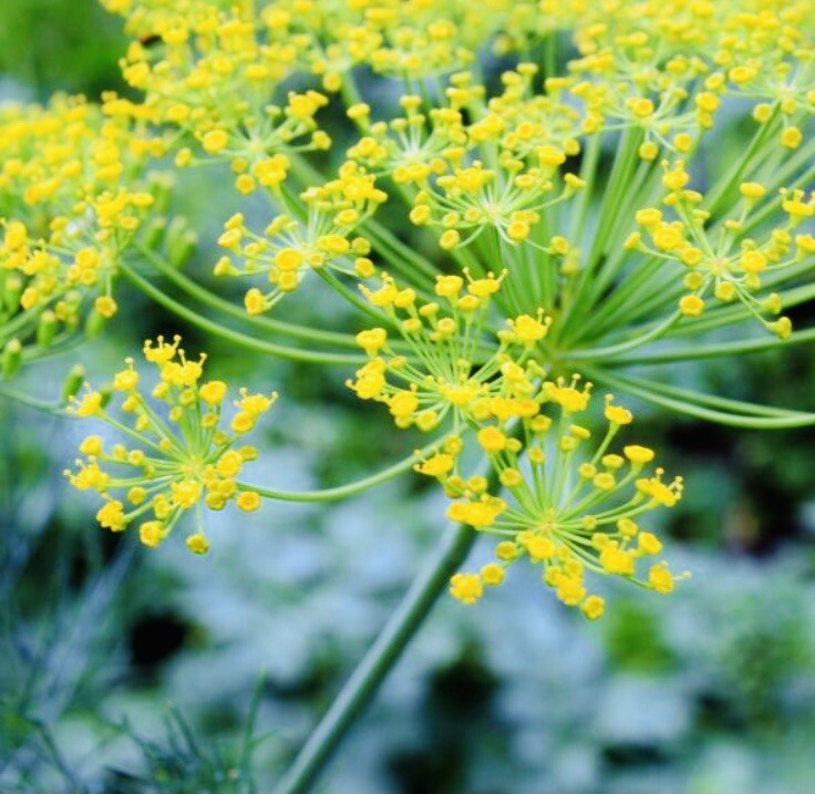Dill Seeds | NON-GMO | ~30 Fresh Garden Seeds USA Seller