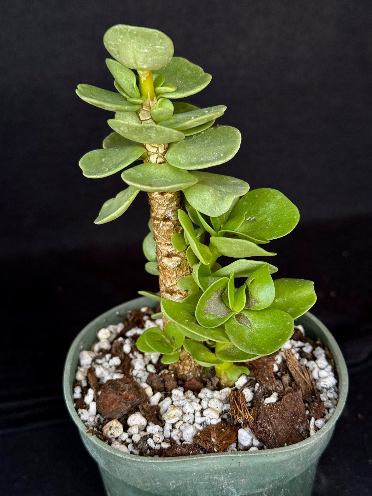 Portulaca molokiniensis, succulent