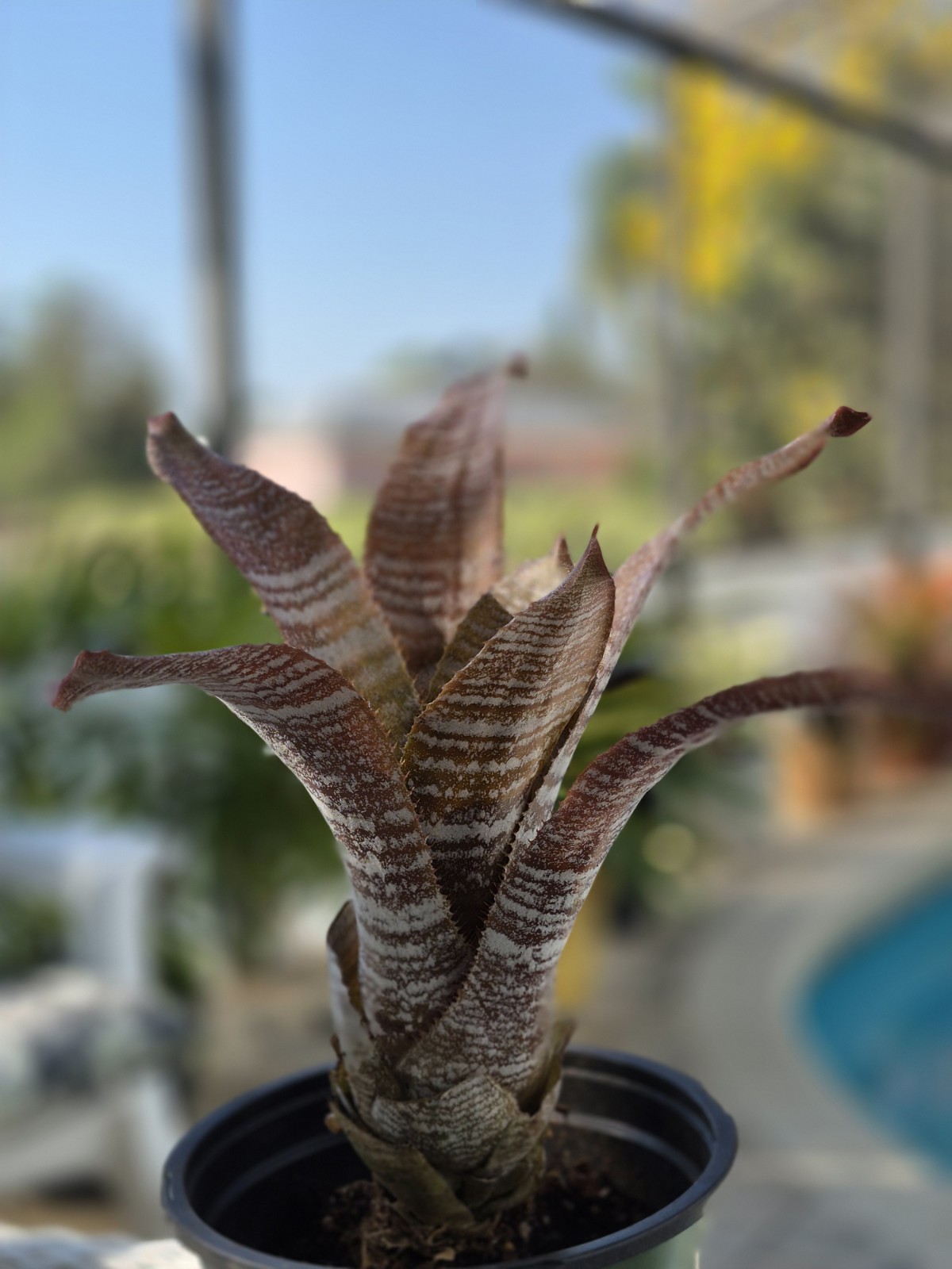 Hohenbergia Correia-Araujoi FUDGE RIPPLE Bromeliad Tropical Plant, Full Sun