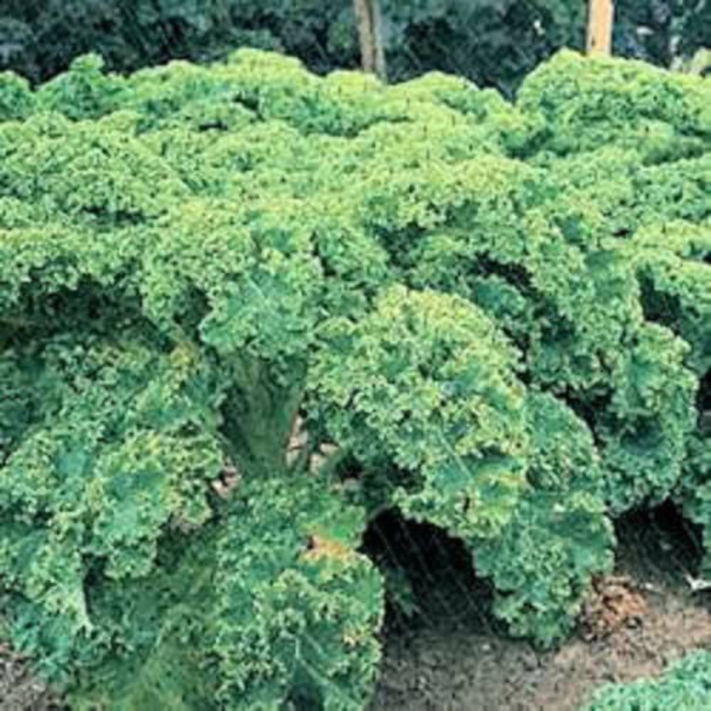 2500 VATES Blue CURLED KALE Dwarf Scotch Brassica Oleracea Vegetable Green Seeds