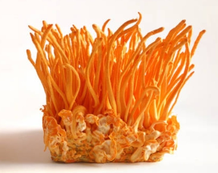 Cordyceps Militaris 10cc Liquid Culture