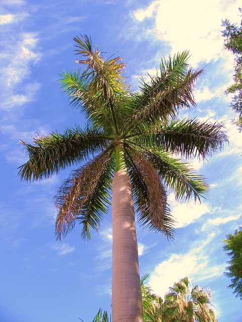 Roystonea Regia CUBAN ROYAL PALM tall tree ornamental palms plant seed 100 seeds
