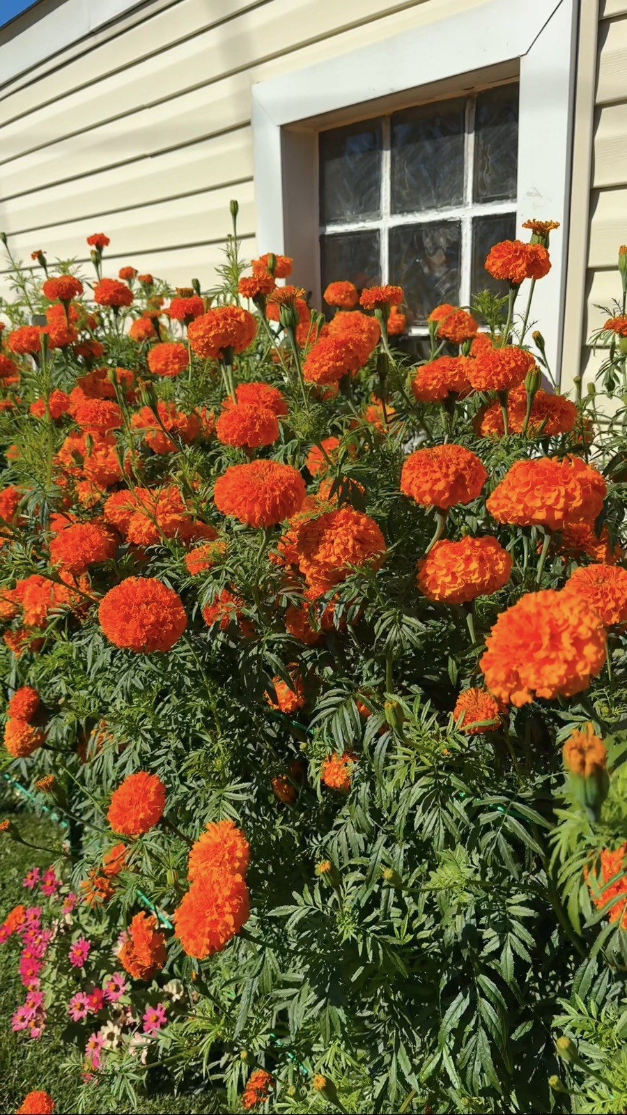 Cempasúchil Mexicano 🇲🇽 -300 Semillas (Mexican Marigold – 300 Seeds)