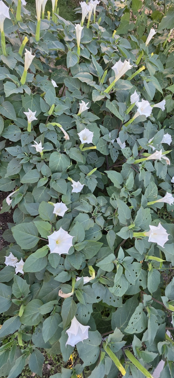 Datura wrightii plant seeds moonflower bush type flowers