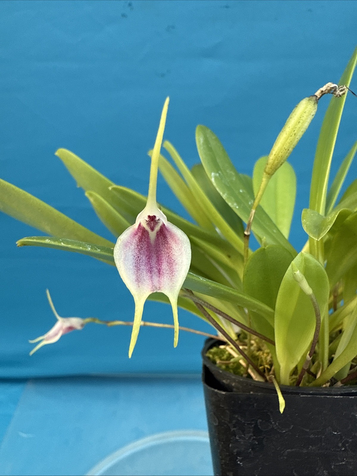 Masdevallia floribunda Ssp Tuerckheimii Yellow Pink BS Orchid 2.5” Pot (CJ16)