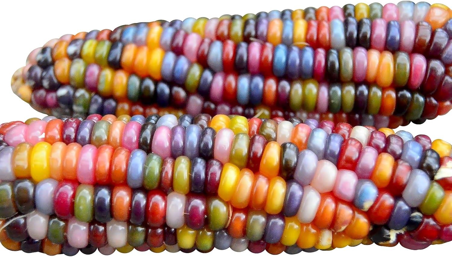 100 Glass Gem Corn Seeds Non-GMO Popcorn Delicious Jewel-Toned Glass-Like Kernel