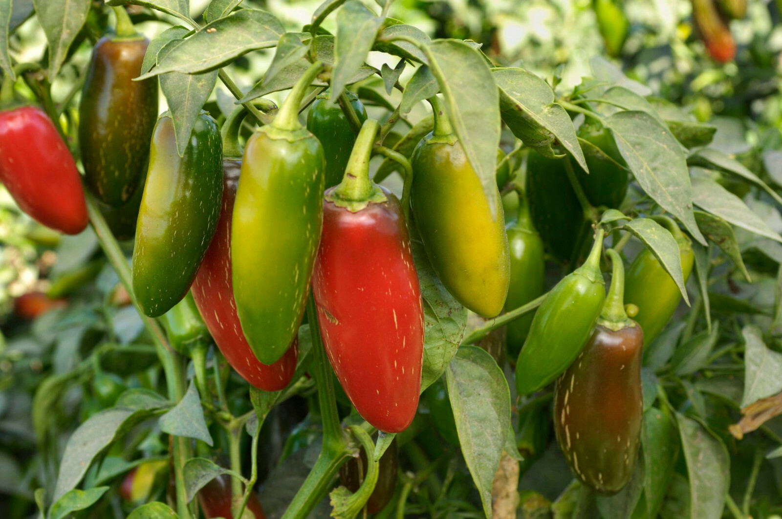 JALAPENO PEPPER LIVE STARTER PLANTS 4-6 INCHES SET OF 2