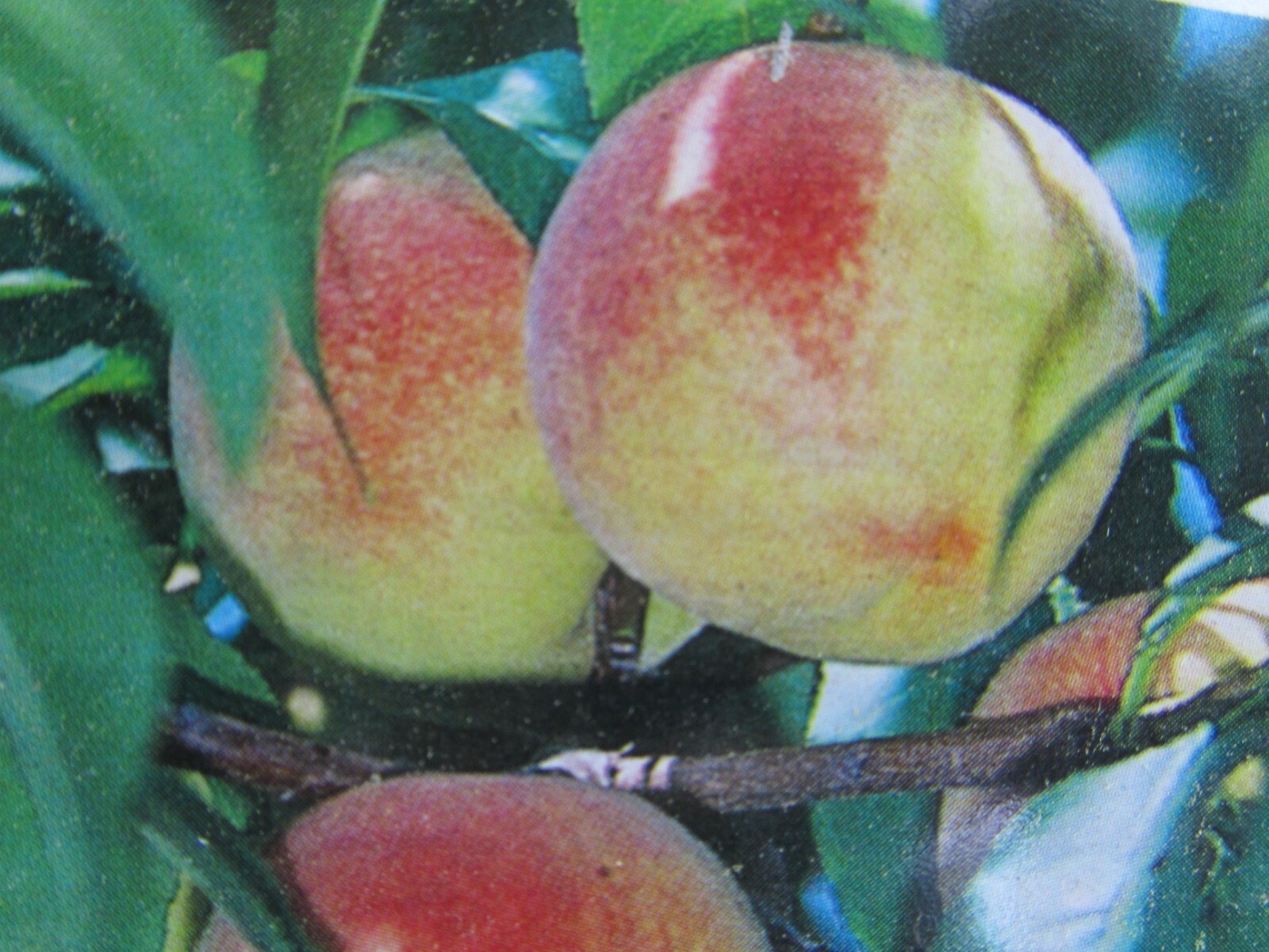 1 Peach Tree Seedling 8 – 12” tall
